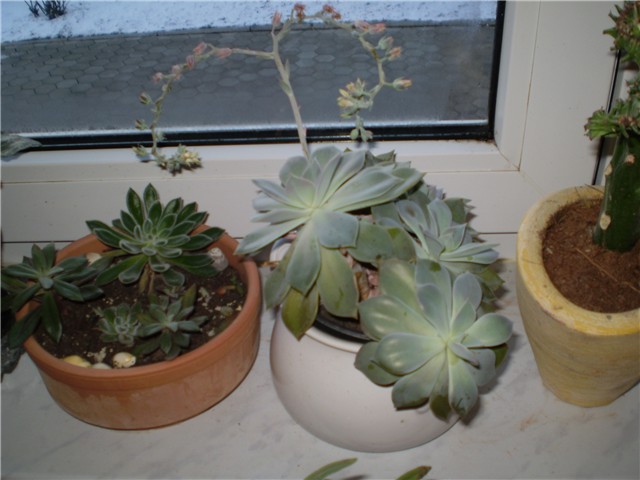kaktus